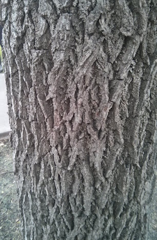 Juglans nigra bark