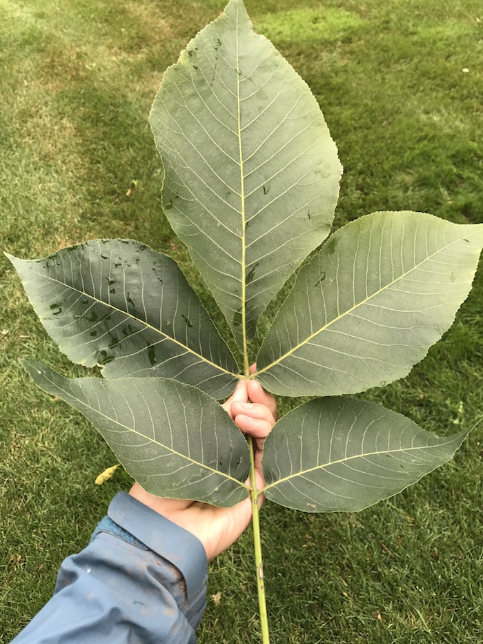 Shagbark Hickory Leaf