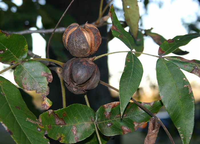 Shagbark Hickory Nuts