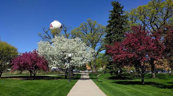Flowering trees on campus.